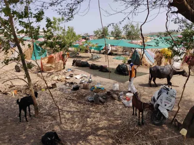 maharashtra fodder camp owners threaten to shut shop