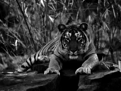 review  an ode to the spirit of a tiger scientist who fought the system