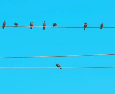 to see just how far outside our genes our differences lie  step out of caste