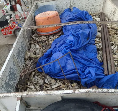 bihar  partially disabled bone factory worker lynched on suspicion of cattle theft