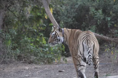 mining suspended in 10 km wide zone around sariska tiger reserve