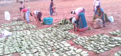 why states should emulate maharashtra on kendu leaf deregulation