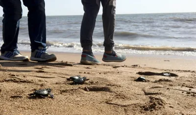 olive ridley turtles make a comeback on mumbai s versova beach