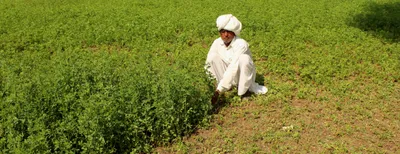 farmers stage protests after turmeric prices crash