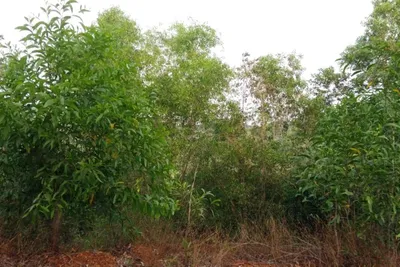 invasive plant species are creeping into kerala after the floods