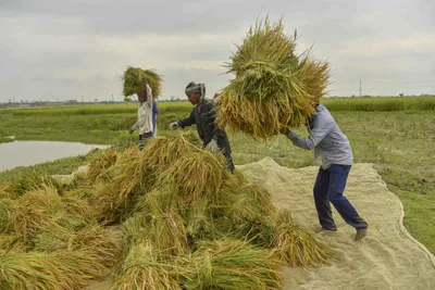 china rejects indian rice exports even as india denies gmo presence  traders question selective scrutiny