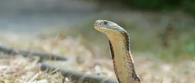 review  self aware  but not sentimental  conversations with the unglamorous wild