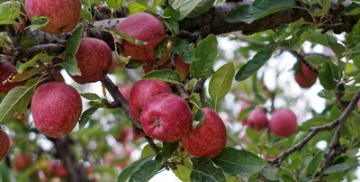 why apple procurement in j k will not be easy