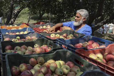 kashmir s fruit economy pays the price of highway disruptions as farmers fear the worst