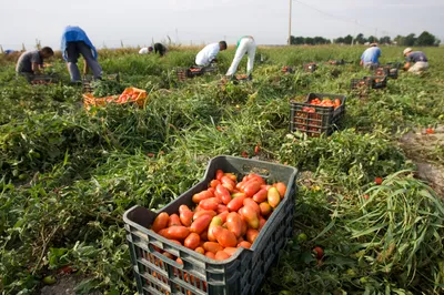 the coronavirus emergency among migrant farm workers in italy