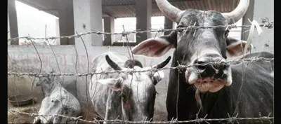 cows won big in up budget  here s how it s playing out in bundelkhand today