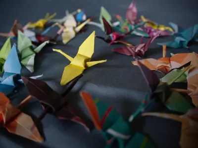 animal origami  the physics of nature’s folds