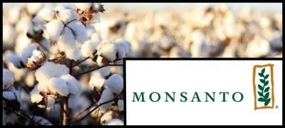 pegasus project  monsanto officials were under scanner as maharashtra probed bt cotton seed network