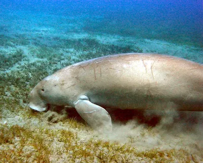 tamil nadu notifies india s first dugong reserve  here s why it s a crucial step