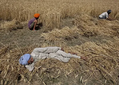 what does the covid 19 lockdown mean for food security 