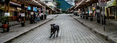 book extract  a dog’s tale of gossip  myth and mischief