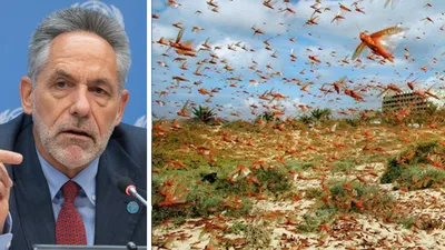listen   the worst of the locust invasion is yet to come  says fao forecasting officer
