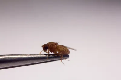 it s about time we had a book on the deceptively awesome fruit fly