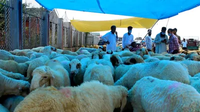eid al adha  the sale of sacrificial animals sees huge dip in kashmir