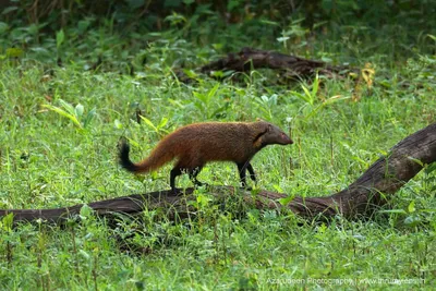 as trade in mongoose hair burgeons  officials rush to cut off supply