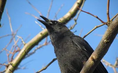 verse affairs  crows  words  voices