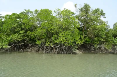 bullet train project to cost maharashtra 54 000 mangrove trees