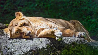 calling animals names  akbar the lion may be renamed  suraj   lioness sita   tanaya   so 