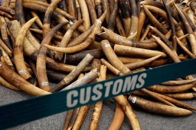 wildlife conference mulls loosening restrictions on ivory trade