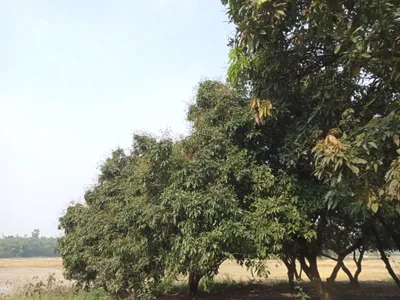 bihar’s litchi growers  traders  workers faced with a bitter harvest in lockdown