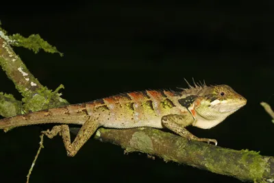 two new species  and two genera  of lizards found in the western ghats