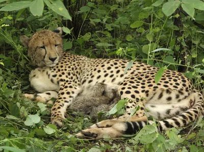 kuno denies post mortem reports of cheetahs under rti  cites ‘national security’