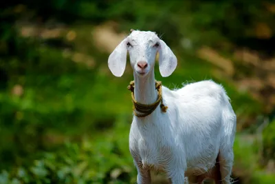 a goat just cost coal india rs 2 6 crore