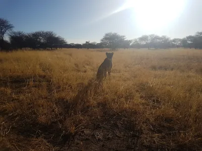 female cheetah from namibia dies in mp s kuno national park