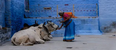 the cow was not domesticated with the idea that there is divinity in it