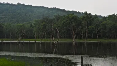 all that is green is not forest