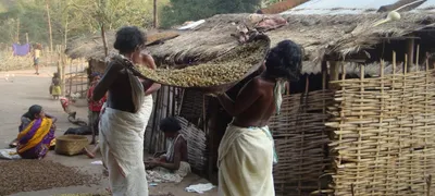 lockdown has pushed tribes in odisha s niyamgiri hills to the brink of starvation