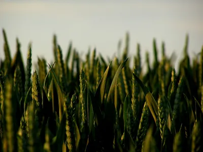 is the modi govt about to receive another weather wheat blow  