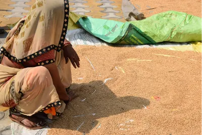 as wheat arrivals in mandis drop  centre s buffer stocks dip by 37 