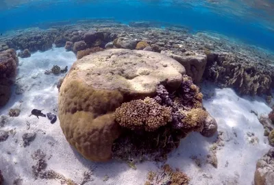 corals at risk as marine heat waves strike more often