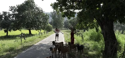 in chhattisgarh s hasdeo  coal is driving humans and elephants to conflict