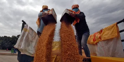 india to roll out measures to seize gap in wheat export market left by ukraine war