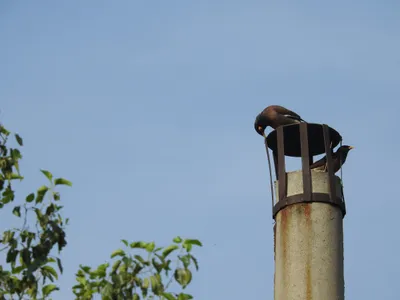 to find a story under every old  big tree – even in delhi