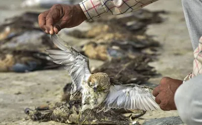 thousands of migratory birds die mysteriously in rajasthan s sambhar lake