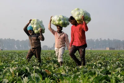 what can the centre learn from how states are managing their own crop insurance schemes 