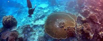 deep reefs won t be  twilight zone  refuge for fish  corals  study