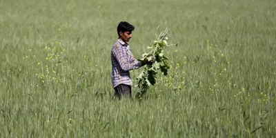 why we need genetic engineering to stave off climate change induced global hunger