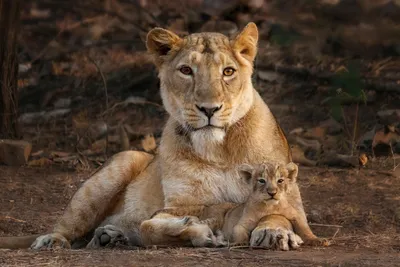 the latest disease outbreak in gir is yet another reminder that asiatic lions need more homes – and soon