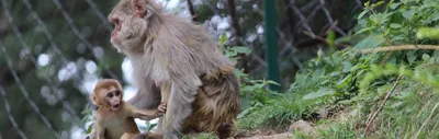social isolation is not all doom and gloom for some macaques