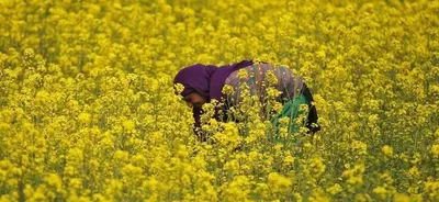 rajasthan procured 7 lakh tonne less mustard than target as market price slipped below msp  rti