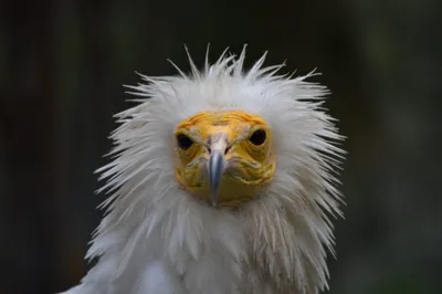 one in eight bird species facing extinction worldwide  new report